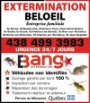 Bang Extermination - Beloeil
